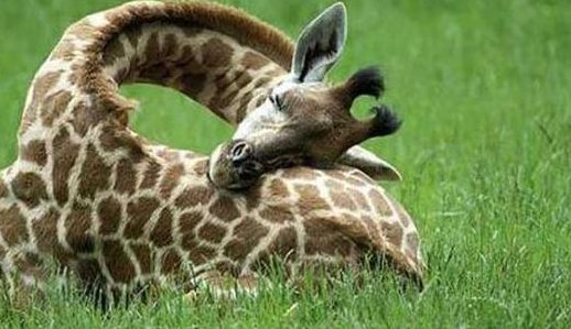 长颈鹿每天的睡眠时间大约是（长颈鹿每天的睡眠时间大约是几小时）