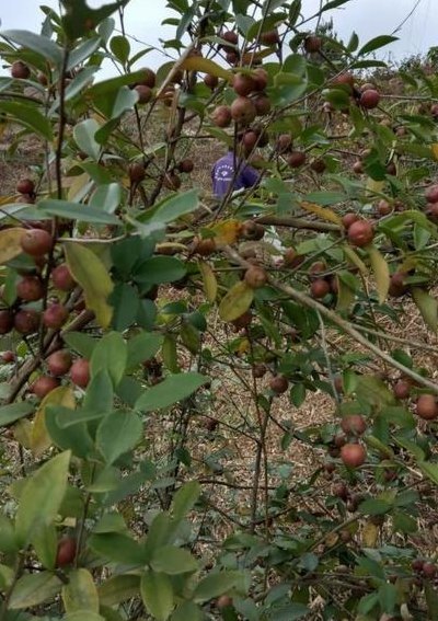 山茶树种植（山茶树种植方法和管理）