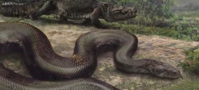最大的蟒蛇（亚马逊热带雨林最大的蟒蛇）