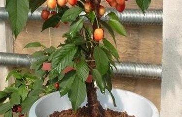 盆栽樱桃树的种植（盆栽樱桃树的种植方法和注意事项）