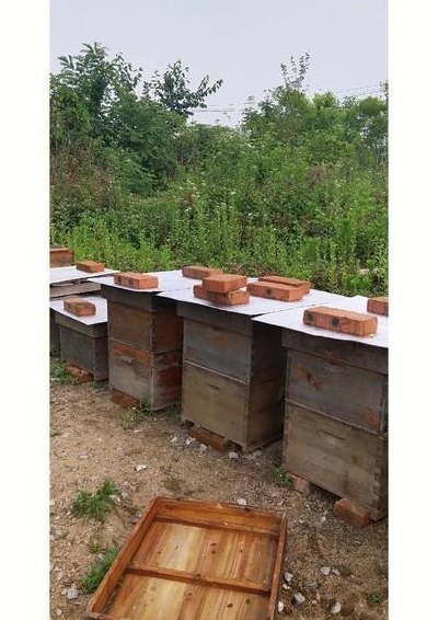 蜜蜂养殖技术（蜜蜂养殖技术大全视频）