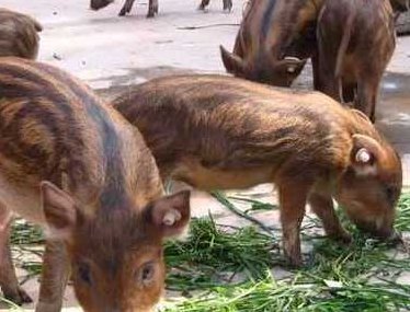 野猪养殖技术（野猪养殖技术cctv）