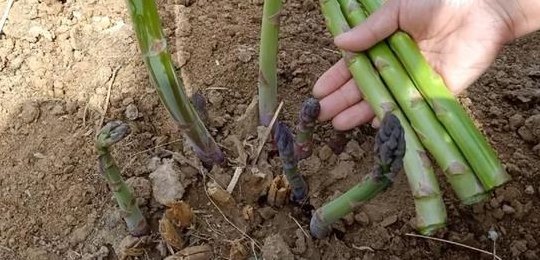 芦笋的种植方法和时间（芦笋的种植方法和时间视频）