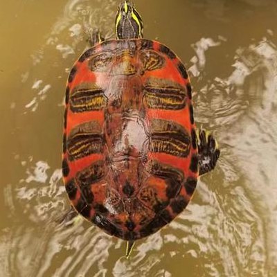 火焰龟是巴西龟吗（火焰龟是属于巴西龟吗）