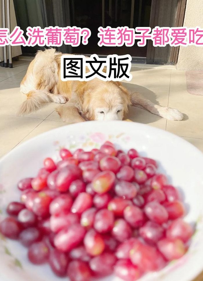 狗吃了葡萄怎么办（狗吃葡萄怎么办会怎样）