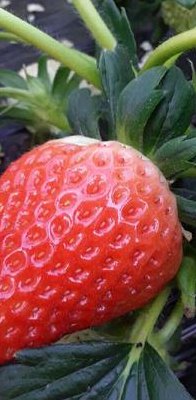 四季草莓（四季草莓的优缺点）