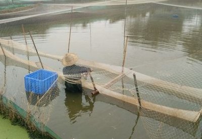 台湾泥鳅养殖技术（台湾泥鳅养殖技术与管理）