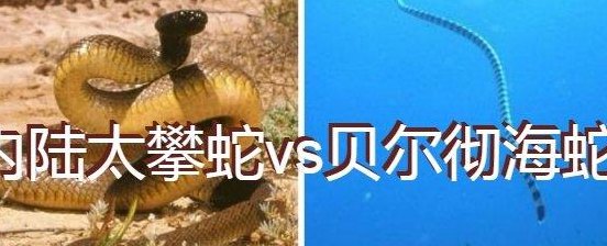 艾基特林海蛇（艾基特林海蛇和贝尔彻海蛇哪个更毒?）